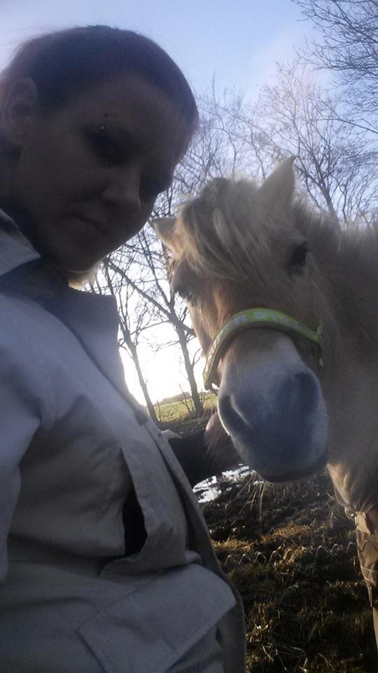 Fjordhest .william - hygger :* billede 28