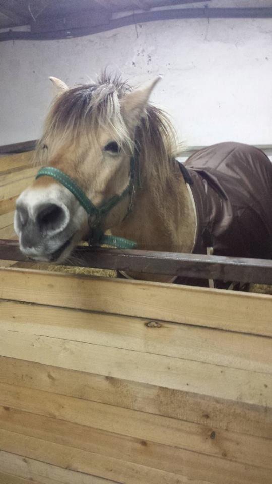 Fjordhest .william - våd lille mand :) billede 29