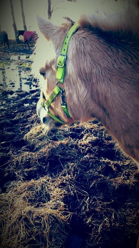 Fjordhest .william - min lille skønhed <33 billede 30