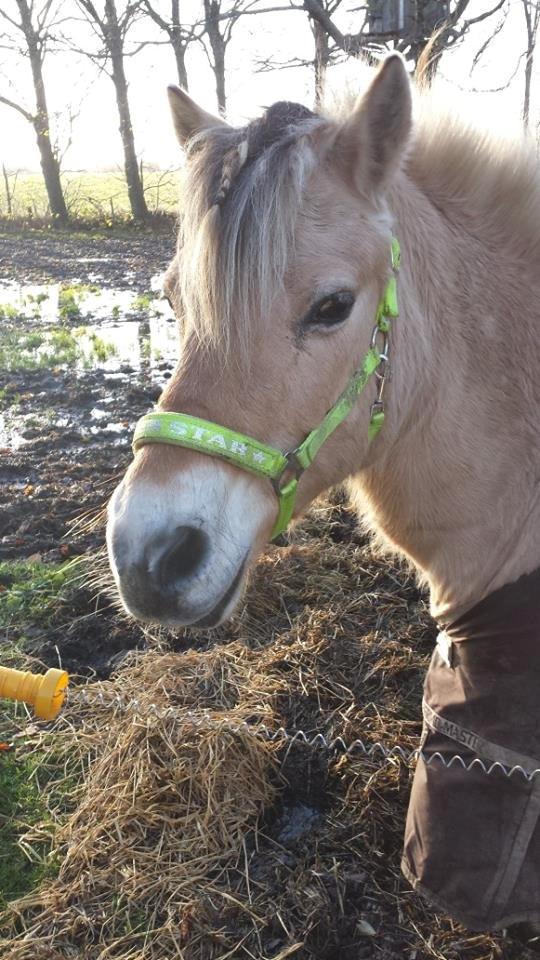 Fjordhest .william - min ile super star <3 billede 31