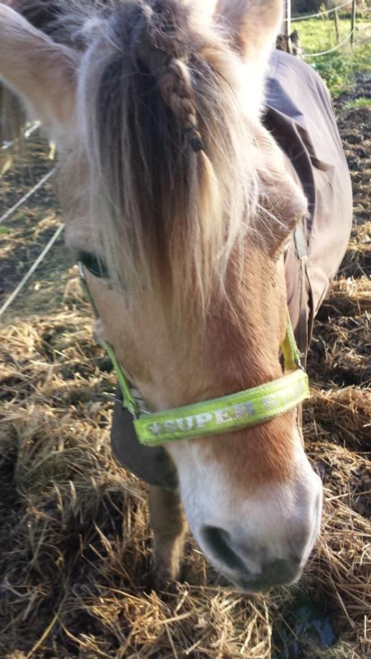 Fjordhest .william - charme trold  billede 1