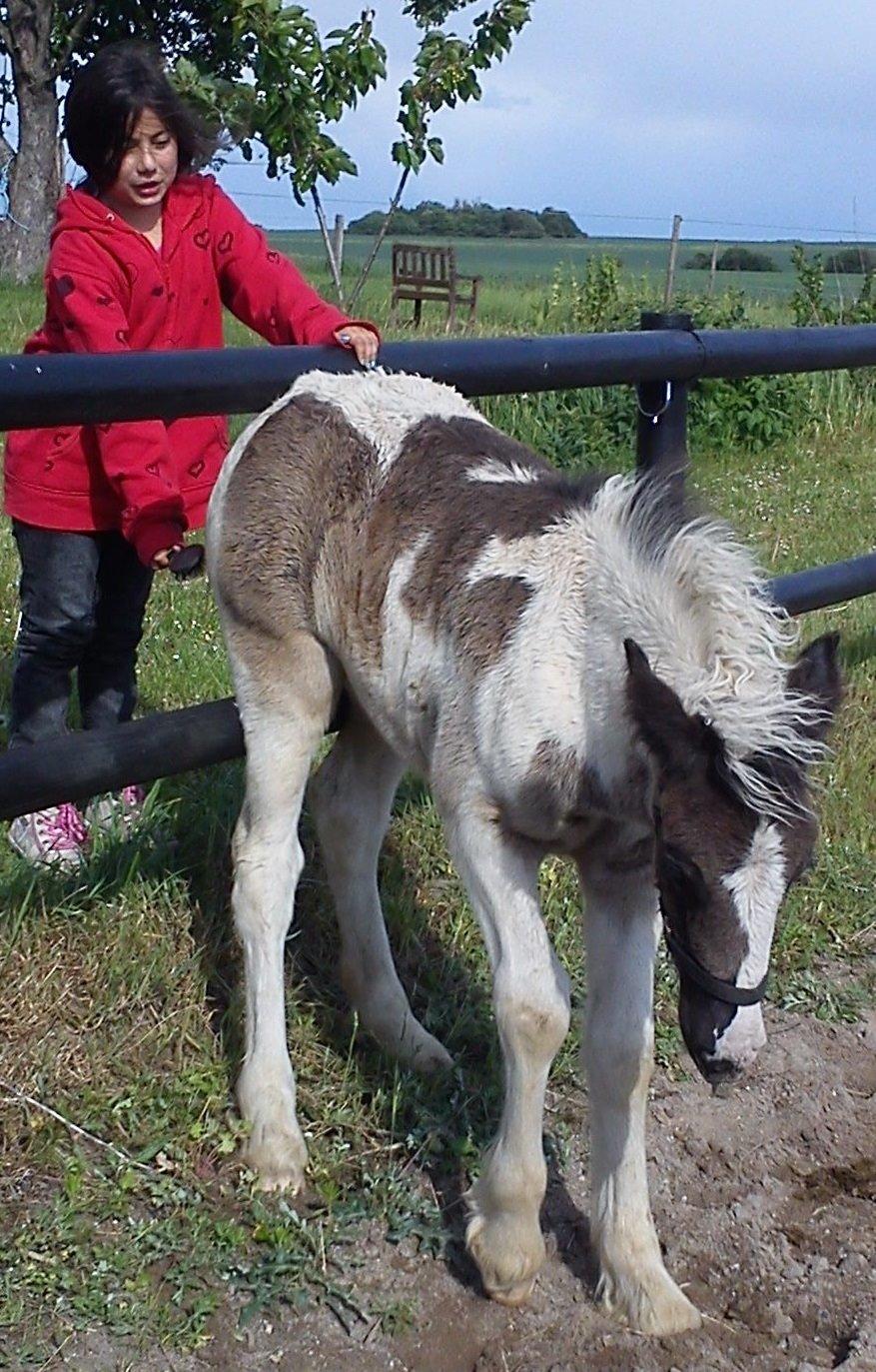 Tinker Felicia - Felicia sommeren 2011 billede 1