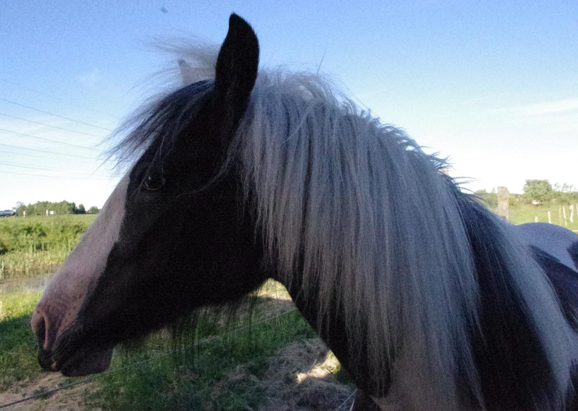 Tinker Felicia billede 5