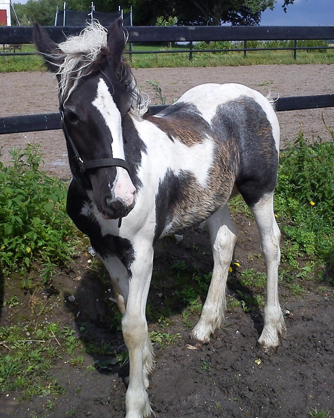 Tinker Felicia billede 2