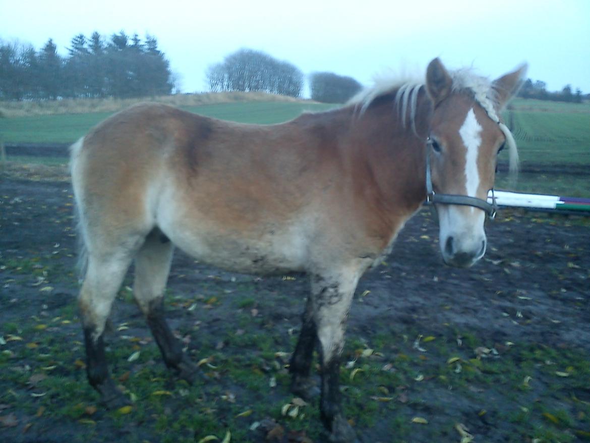 Haflinger Storm fra ugilt - den første gang på banen billede 1