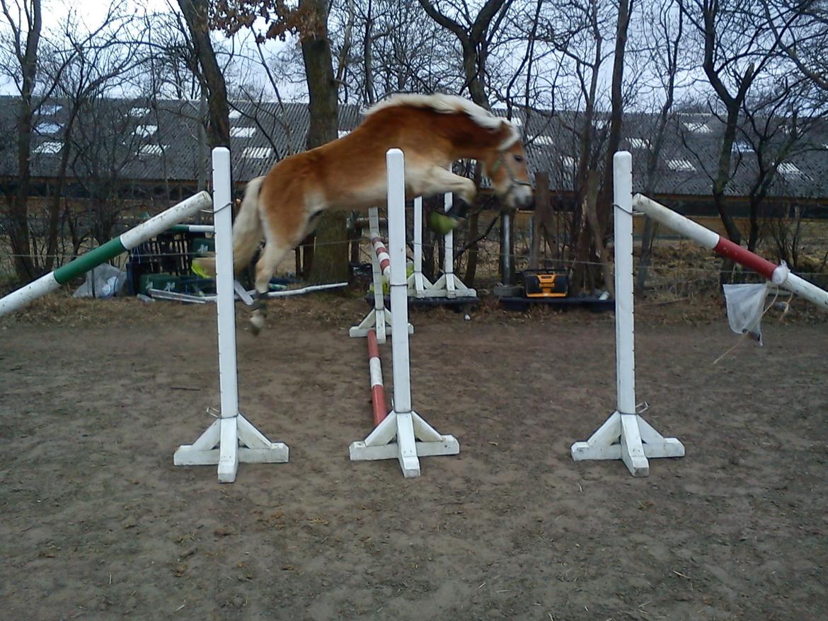 Haflinger Storm fra ugilt - Springning billede 2