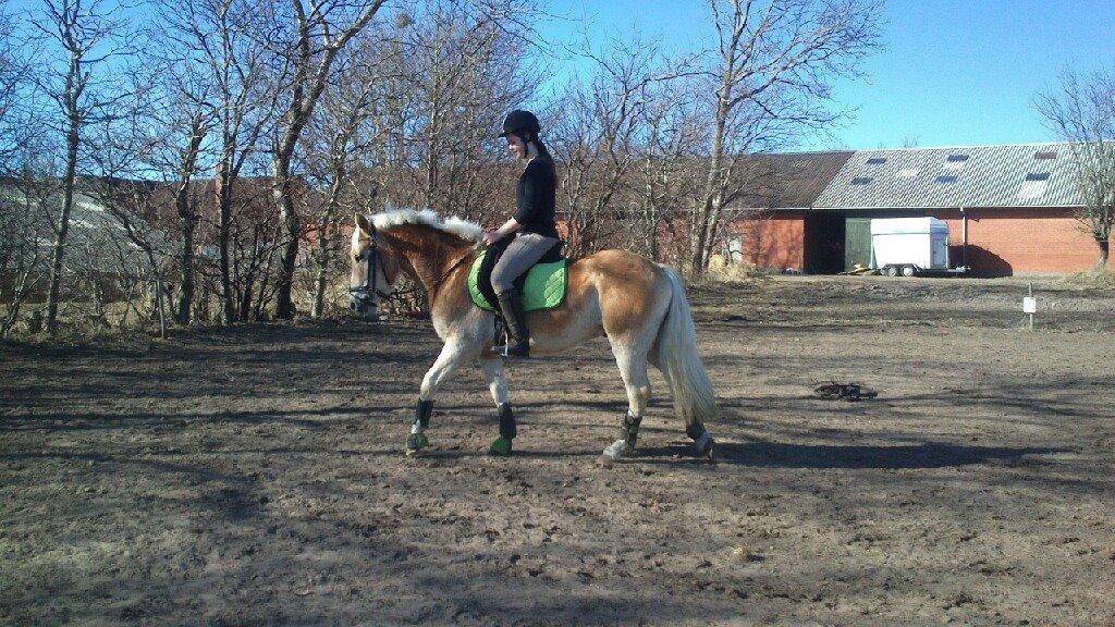 Haflinger Storm fra ugilt - første gang hvor jeg red på ham uden longe billede 3