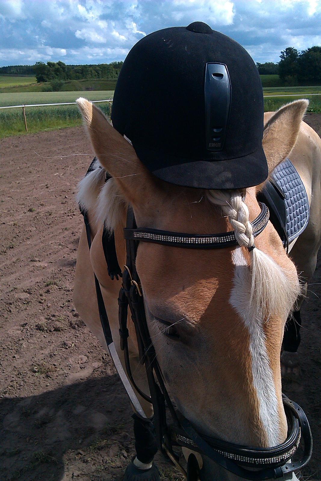 Haflinger Storm fra ugilt - Efter en hård ridning billede 4