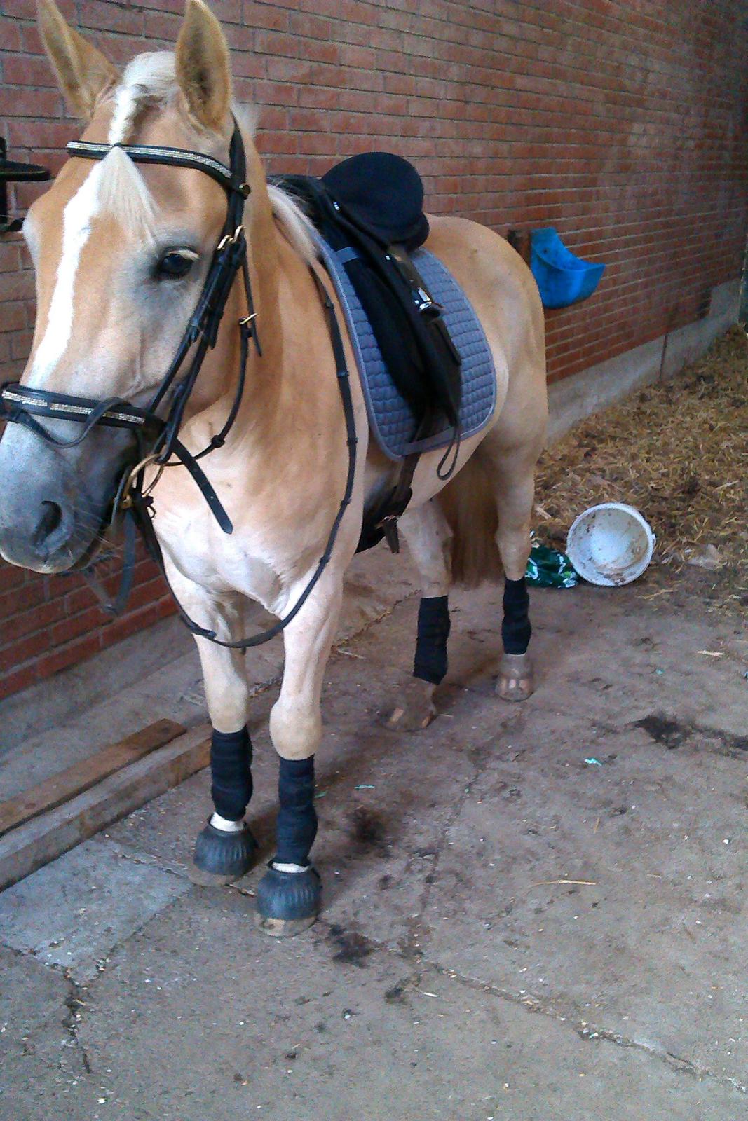 Haflinger Storm fra ugilt - efter en hård ridning så vil gerne ud på marken billede 7