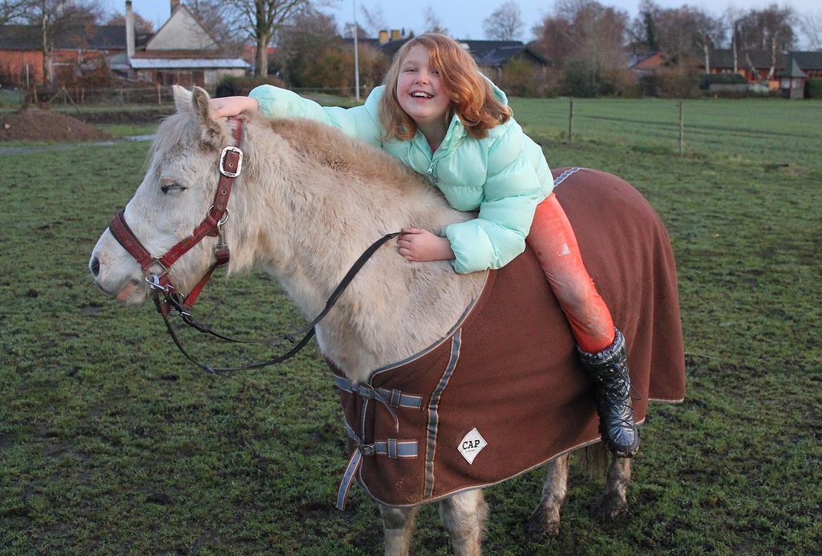 Welsh Mountain (sec A) Poulsen (Trolden) billede 19