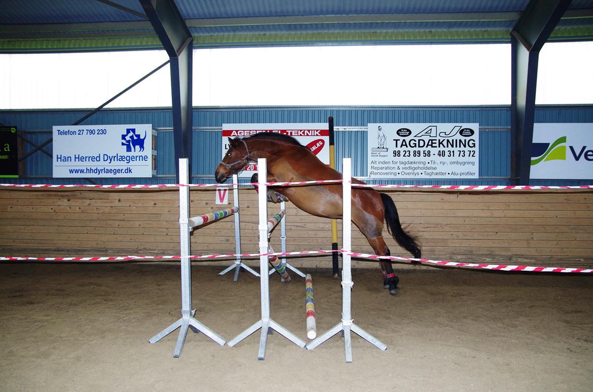 New Forest Birkilds Veronica - Mac Mac over 115<3 billede 15