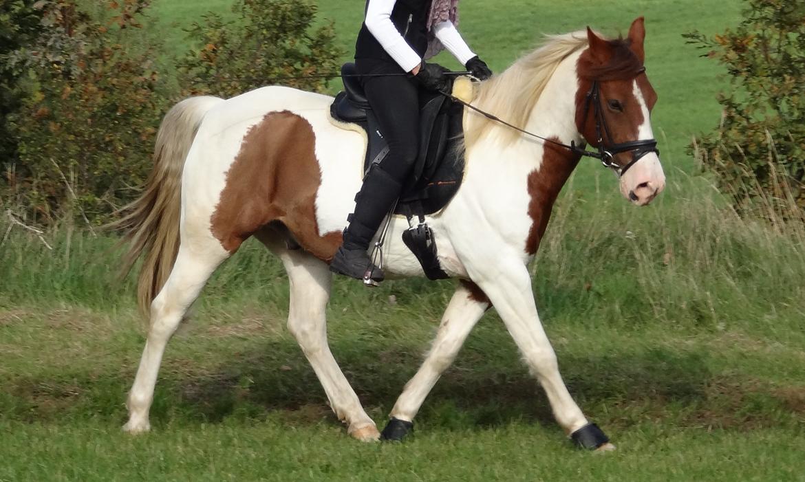 Pinto Sunshine billede 16