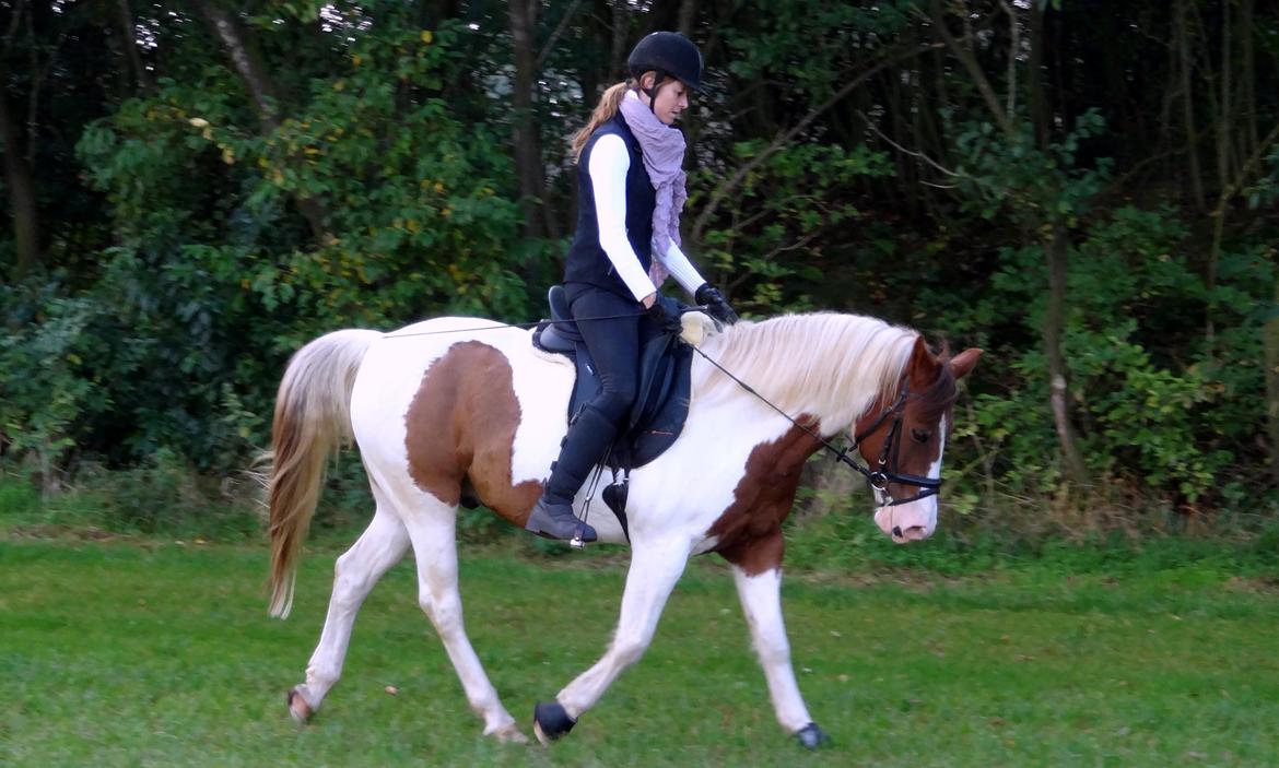 Pinto Sunshine billede 17