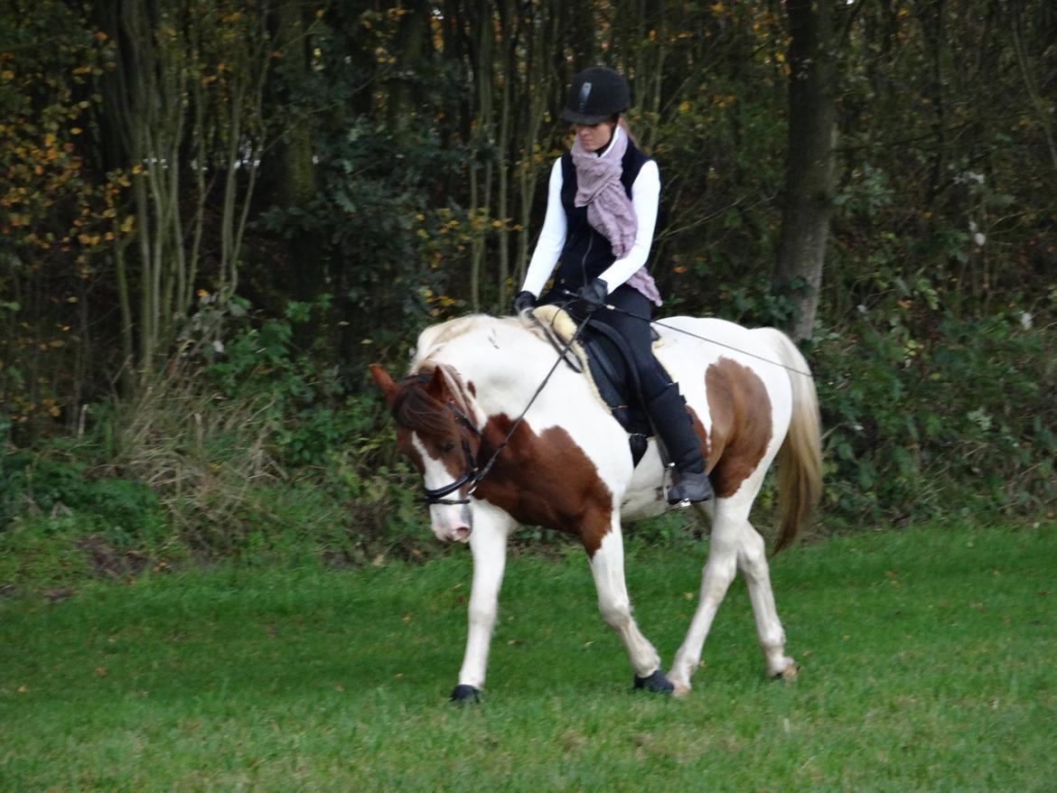 Pinto Sunshine billede 18