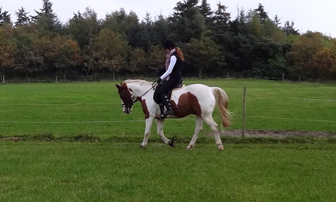 Pinto Sunshine billede 20