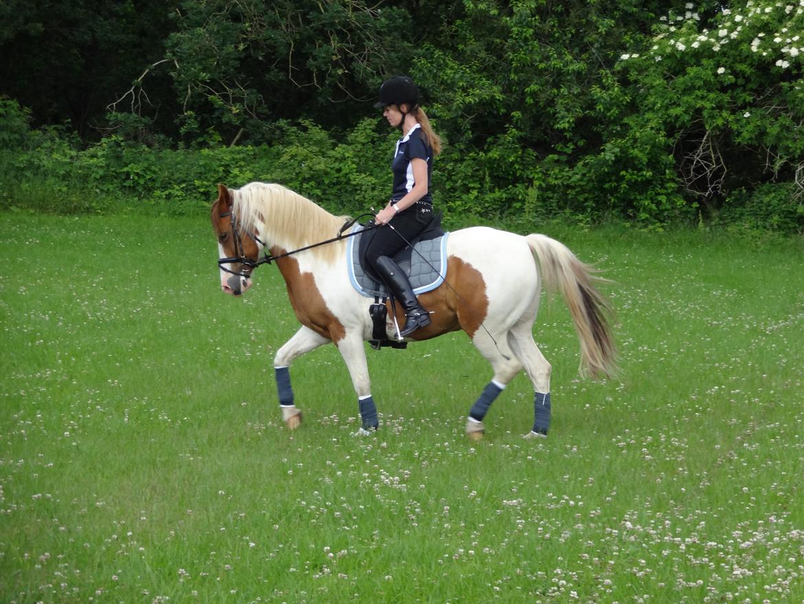 Pinto Sunshine billede 14