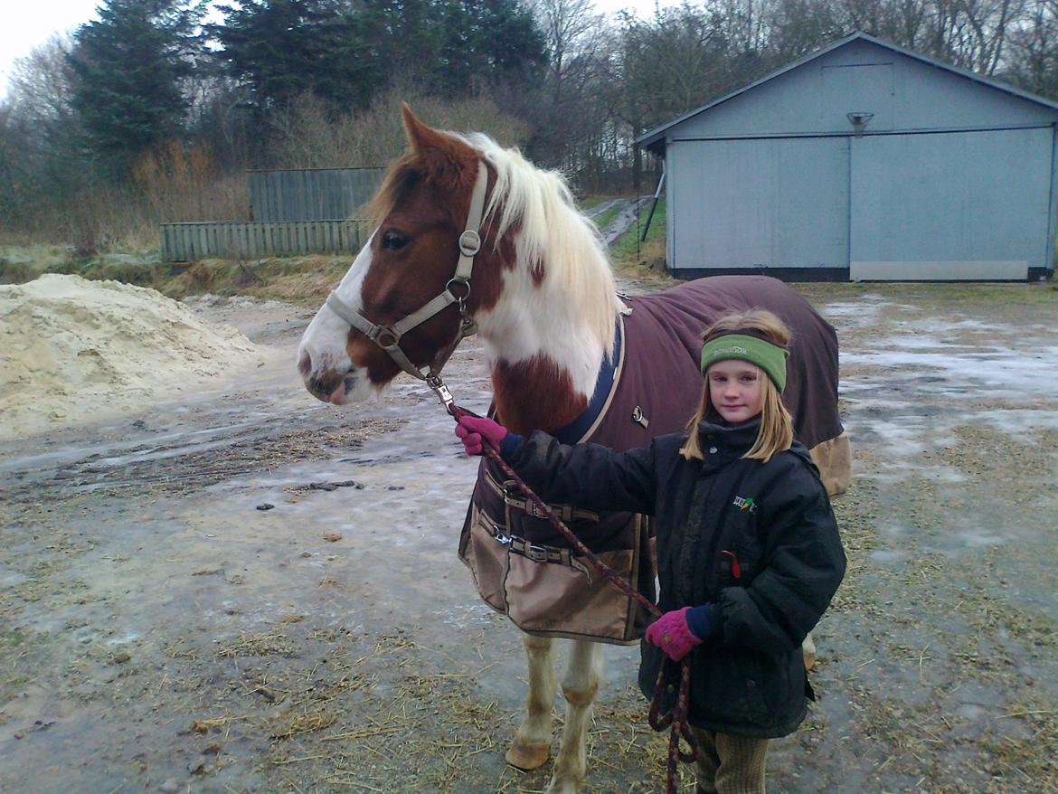 Pinto Sunshine billede 22