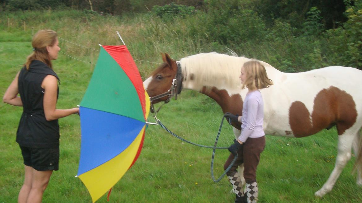 Pinto Sunshine billede 24