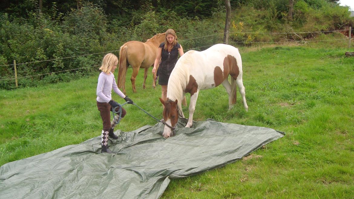 Pinto Sunshine billede 25