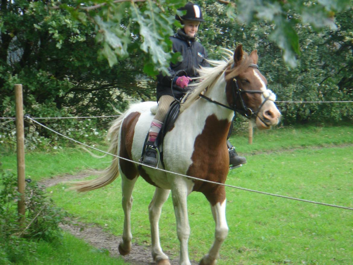 Pinto Sunshine billede 26