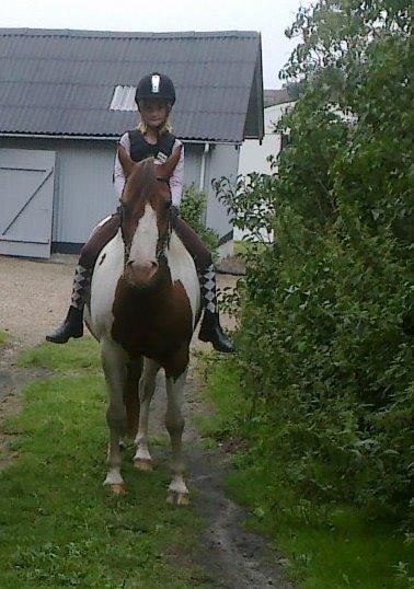 Pinto Sunshine billede 28