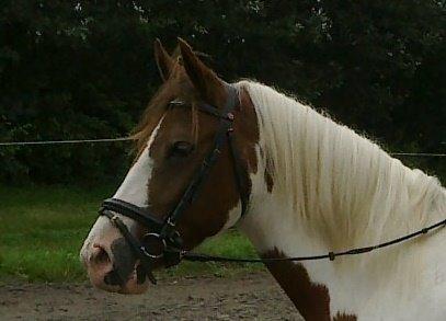 Pinto Sunshine billede 29