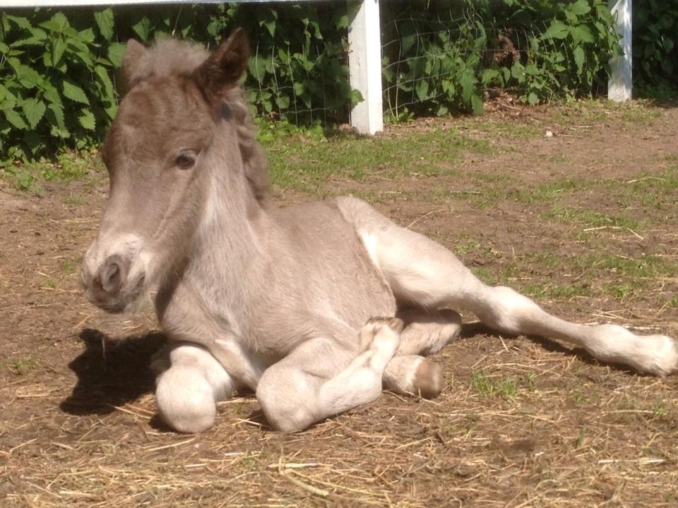 Islænder Þorsteinn fra Lykkegården billede 2