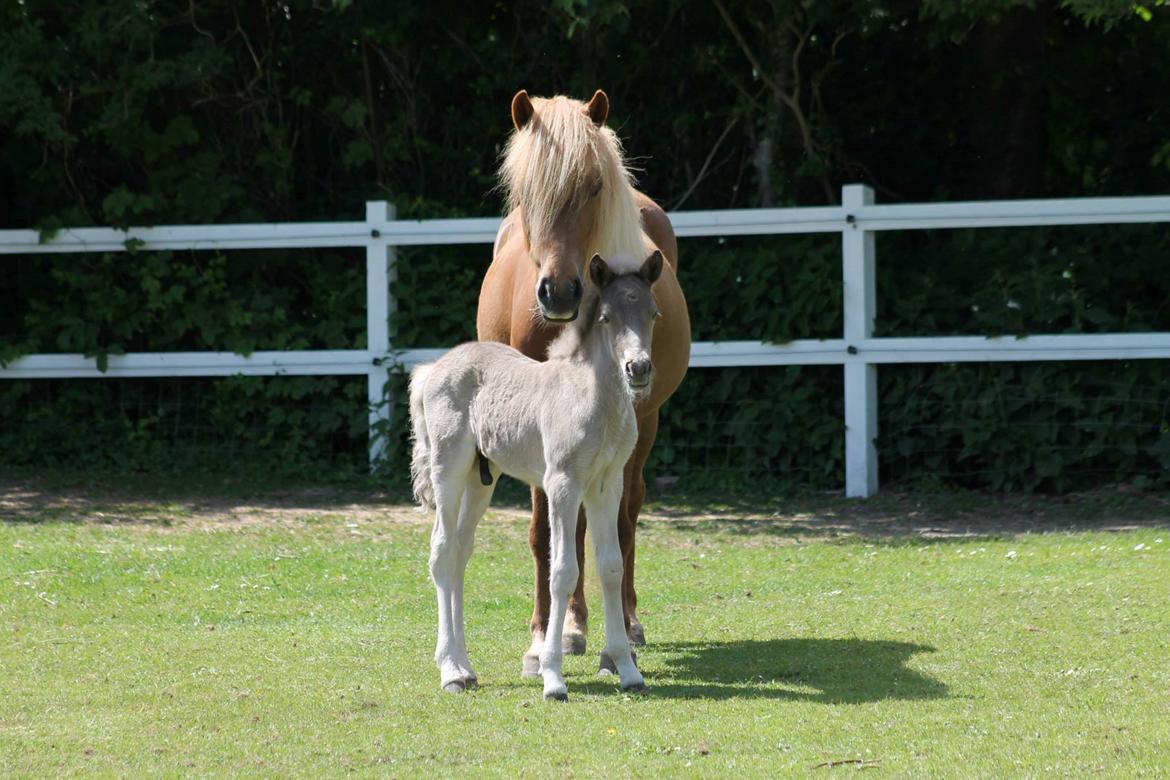 Islænder Þorsteinn fra Lykkegården billede 3