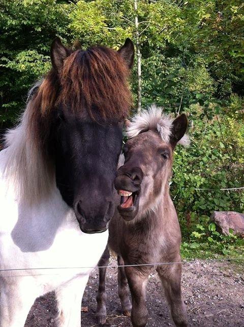 Islænder Þorsteinn fra Lykkegården billede 9
