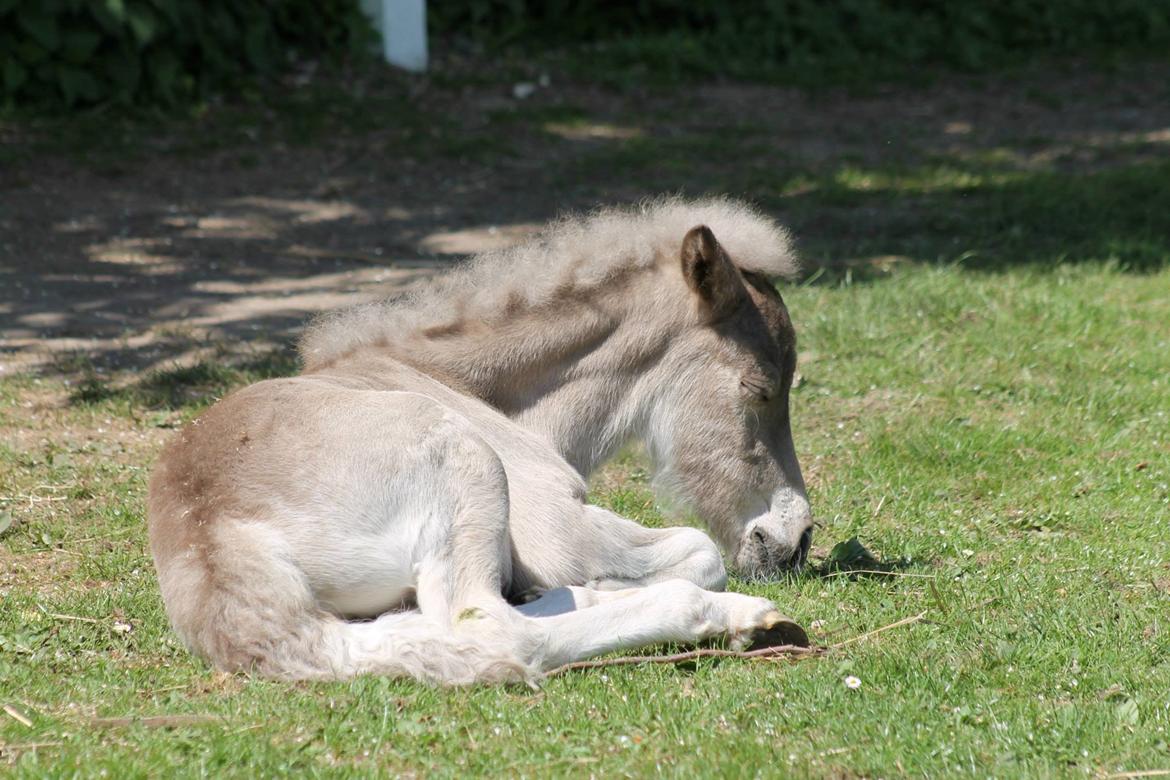 Islænder Þorsteinn fra Lykkegården billede 4