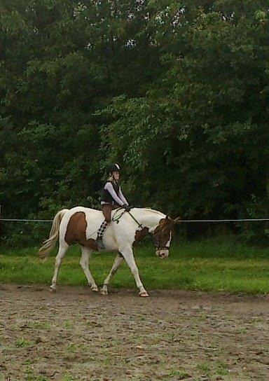 Pinto Sunshine billede 31