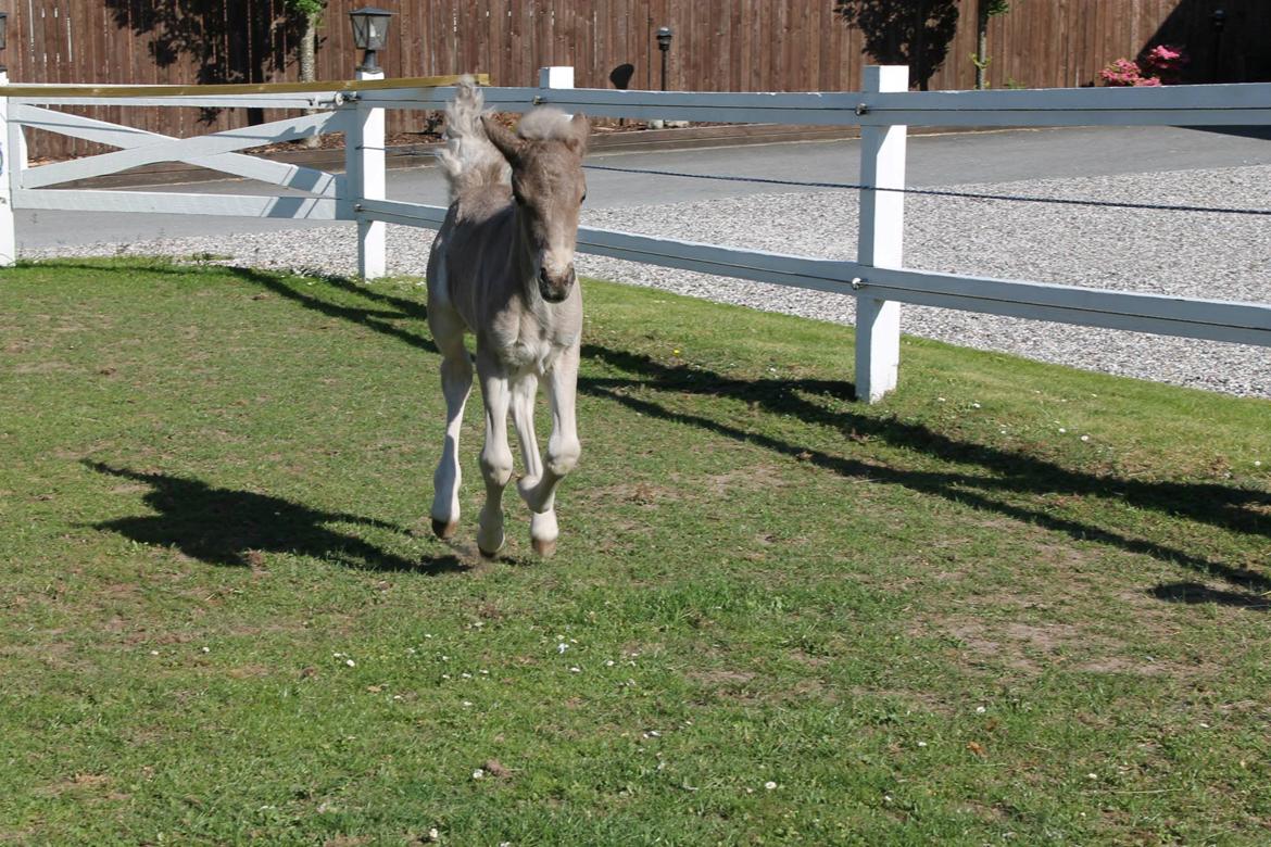 Islænder Þorsteinn fra Lykkegården billede 5