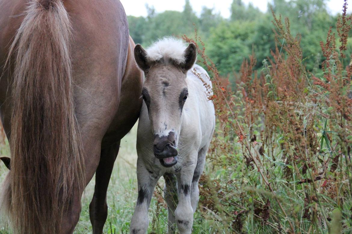 Islænder Þorsteinn fra Lykkegården billede 6