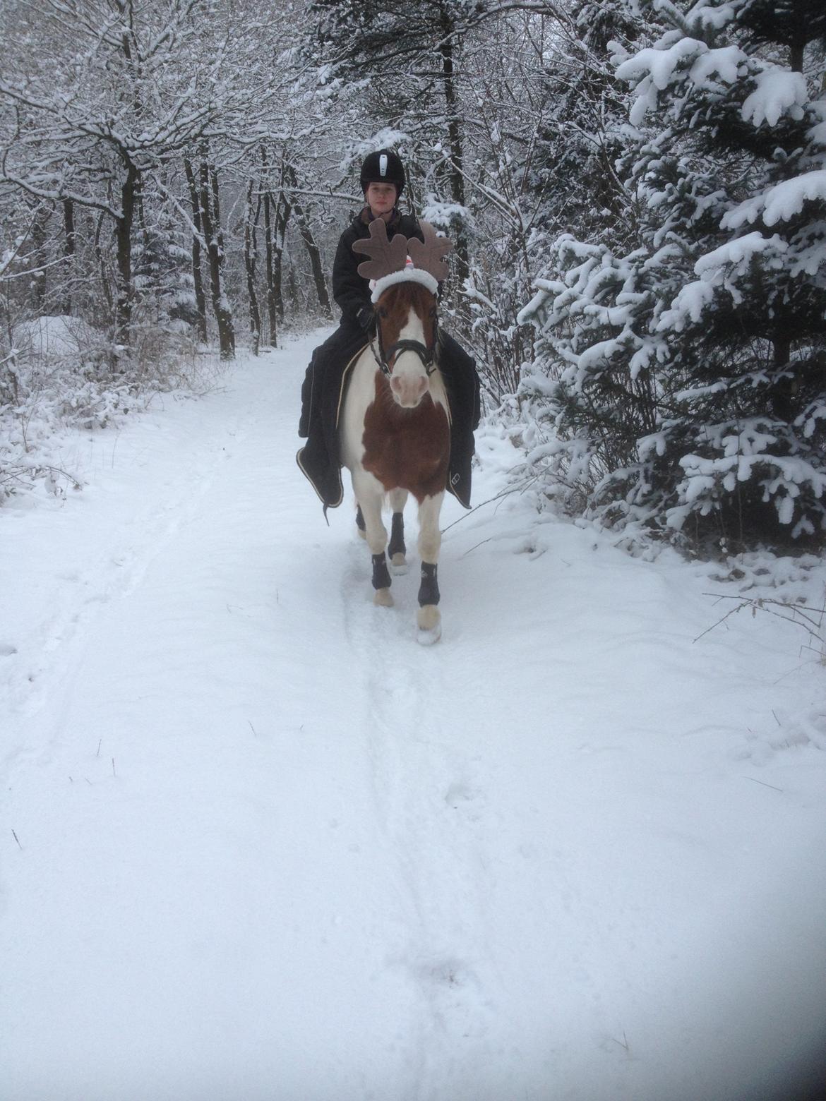 Pinto Sunshine - Rudolf med den lyserøde mule :-) billede 33