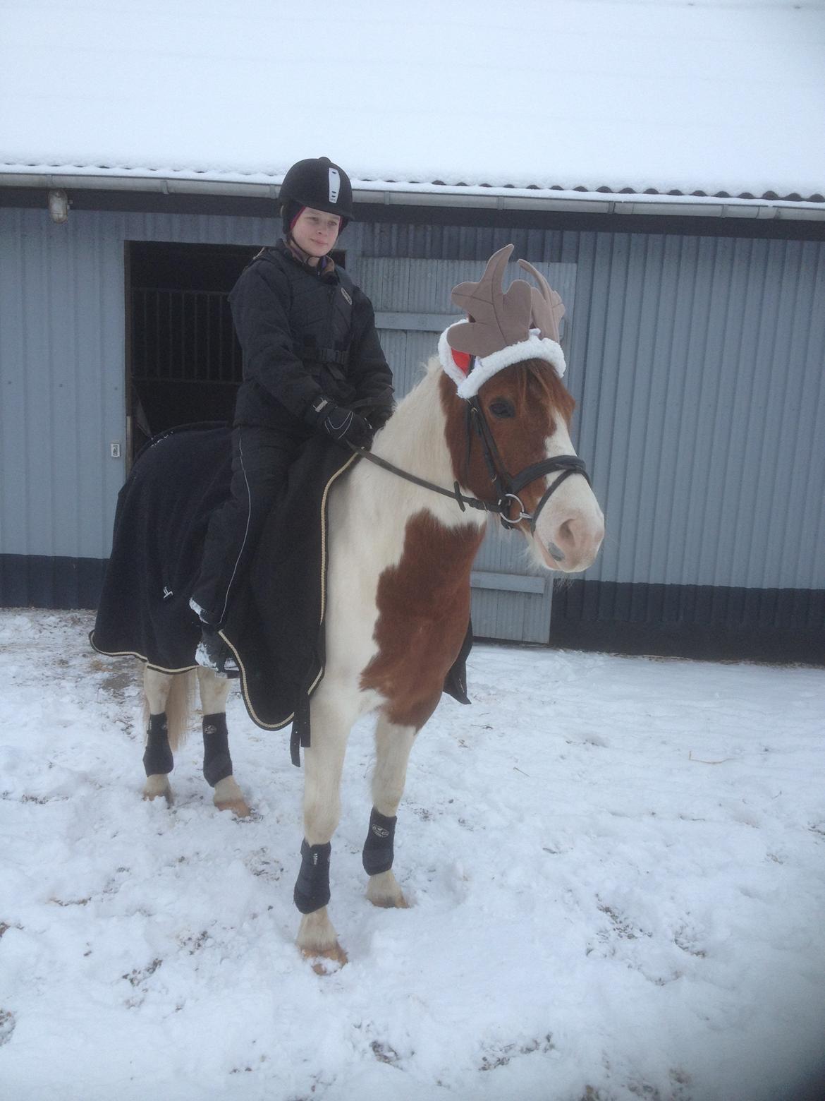 Pinto Sunshine - man er vel også lækker som rensdyr billede 34