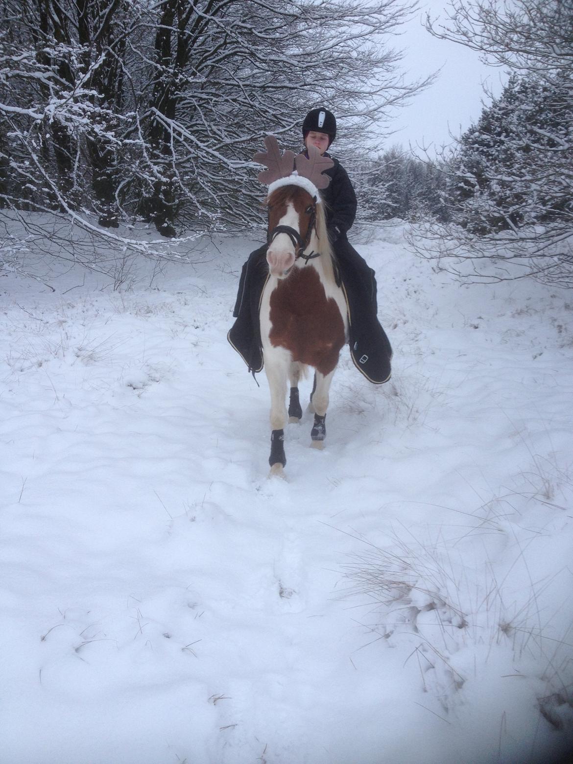 Pinto Sunshine - sikke en charmetrold :-) billede 35