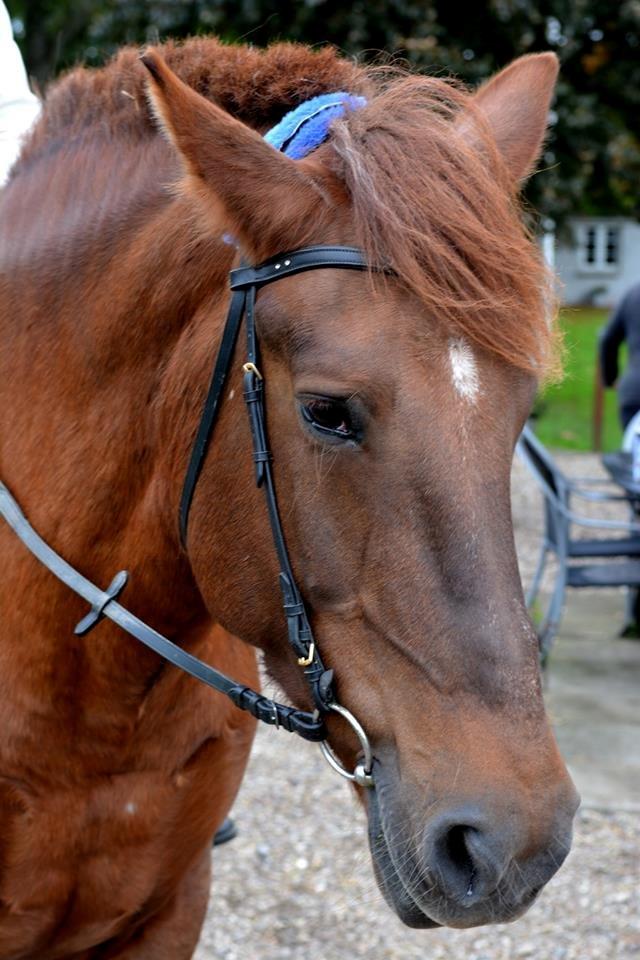Anden særlig race Martha billede 10
