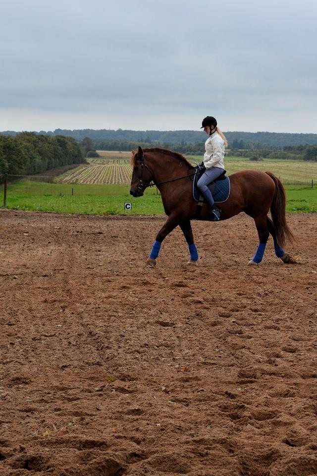 Anden særlig race Martha billede 11