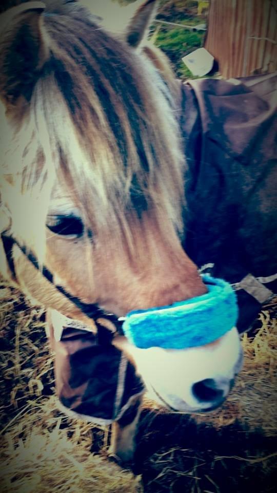 Fjordhest .william - min smukke dreng <3 billede 33