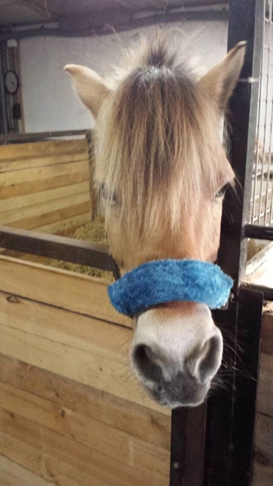 Fjordhest .william - basse mand  billede 34