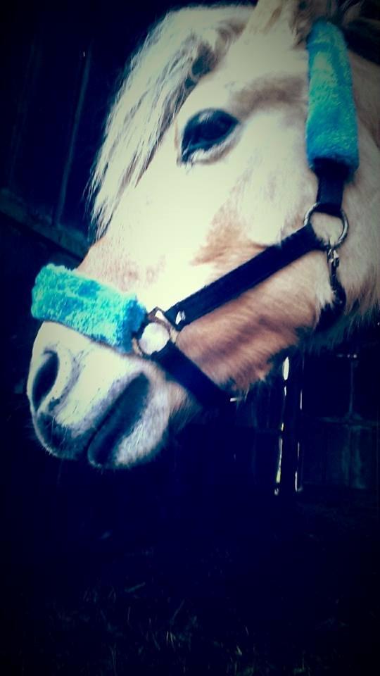 Fjordhest .william - dejlig lille dreng <3 billede 35