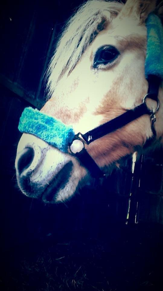 Fjordhest .william - i <3 you  billede 36