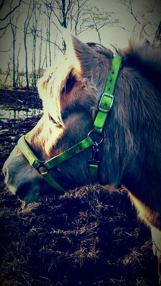 Fjordhest .william - :-* <3 billede 38