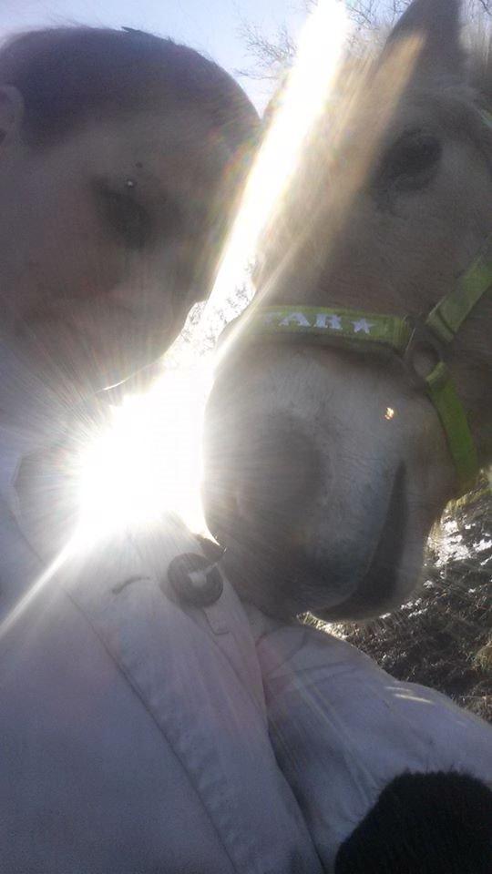 Fjordhest .william - love <3  billede 39