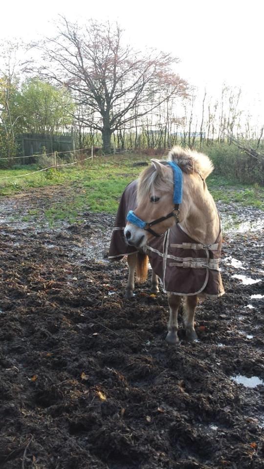 Fjordhest .william - my boy <3 billede 40