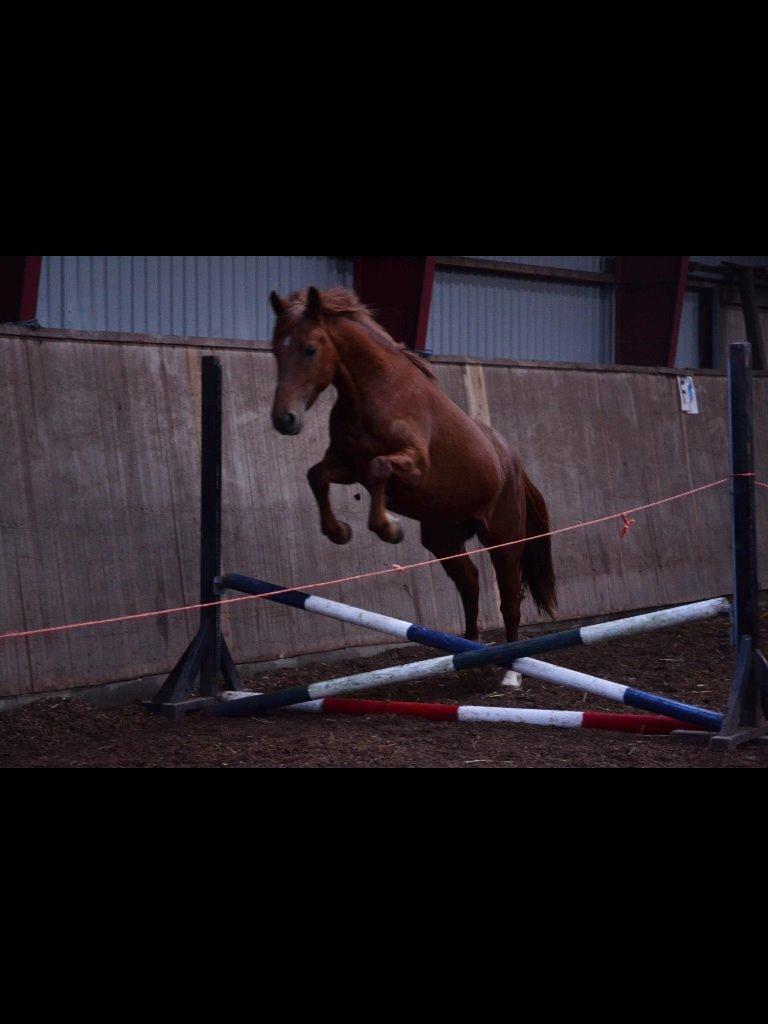 Anden særlig race Eligance billede 19