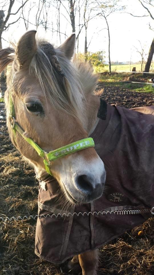 Fjordhest .william - elsker DIG  billede 43