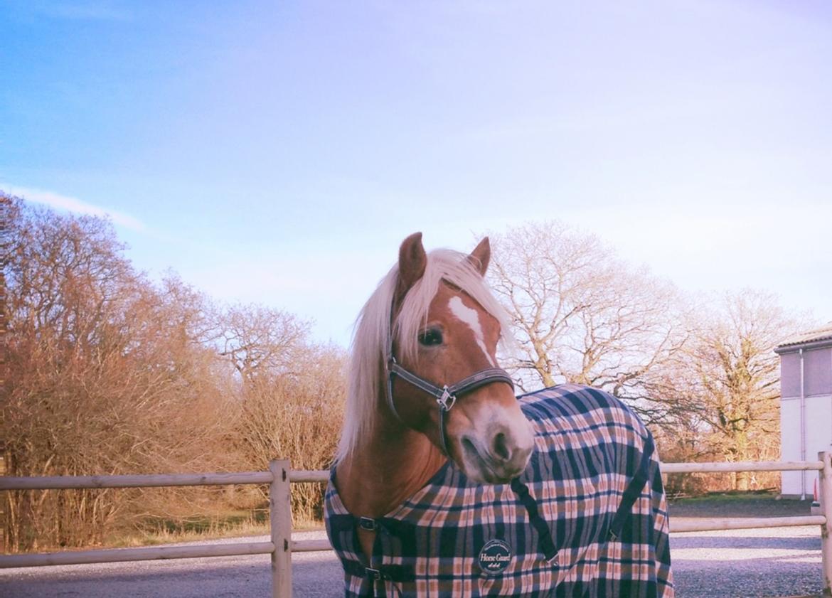 Haflinger Mille Skov - Smukke pony! billede 2