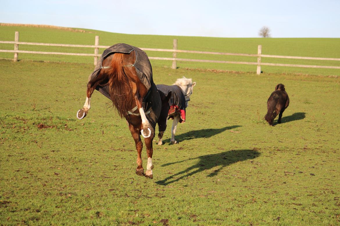 Belgisk varmblod D´Amour V/H Dennenhof - Fjolle D`Amour :) Foto : Mig billede 28