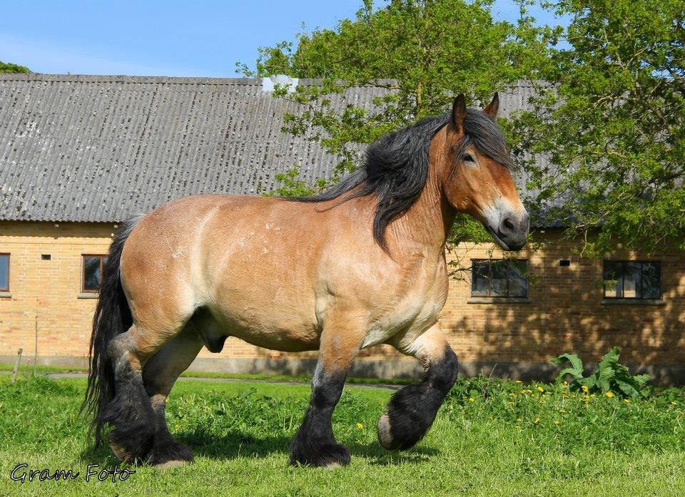 Belgier Sire :) - Fotograf - Anni Gram. billede 2